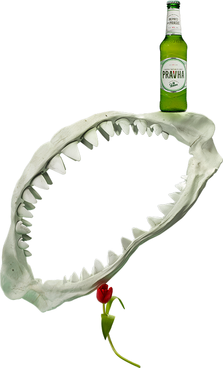 shark jaw